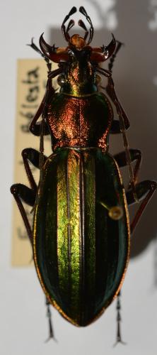 Réf. 246 188 : Carabus auronitens